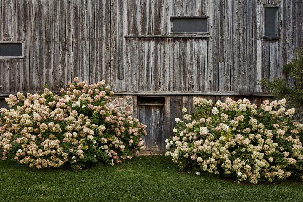 Two bushes of light-colored flowers outside of a rustic wooden building